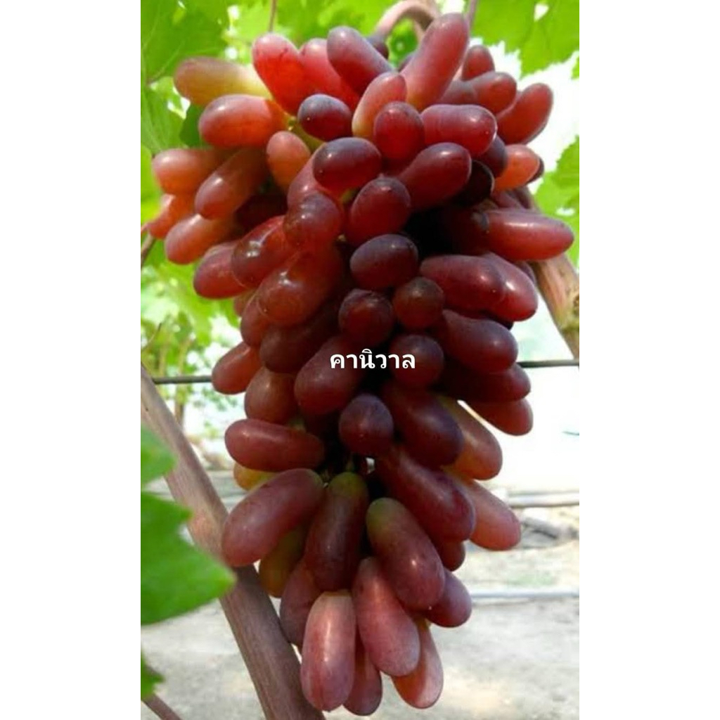 องุ่นเสียบยอด คานิวาล 5 แถม 1
