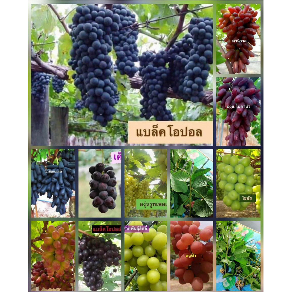 องุ่นเสียบยอดทุกสายพันธุ์ชื้อ5แถม1ฟรี