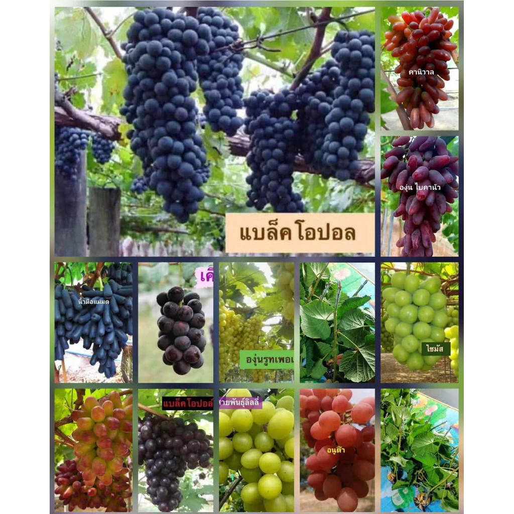 องุ่นเสียบยอดทุกสายพันธุ์ชื้อ5แถม1ฟรี