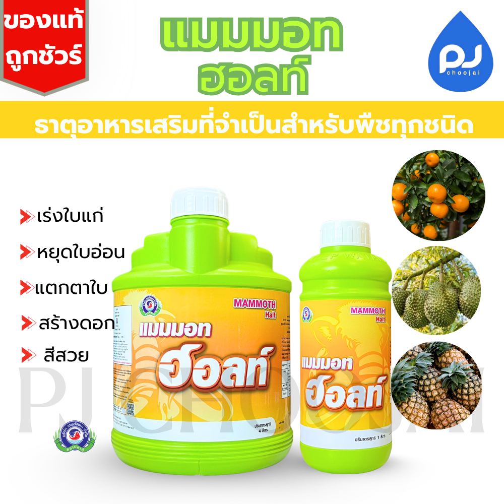 อาหารเสริมแมมมอท ฮอลท์ เทพวัฒนา