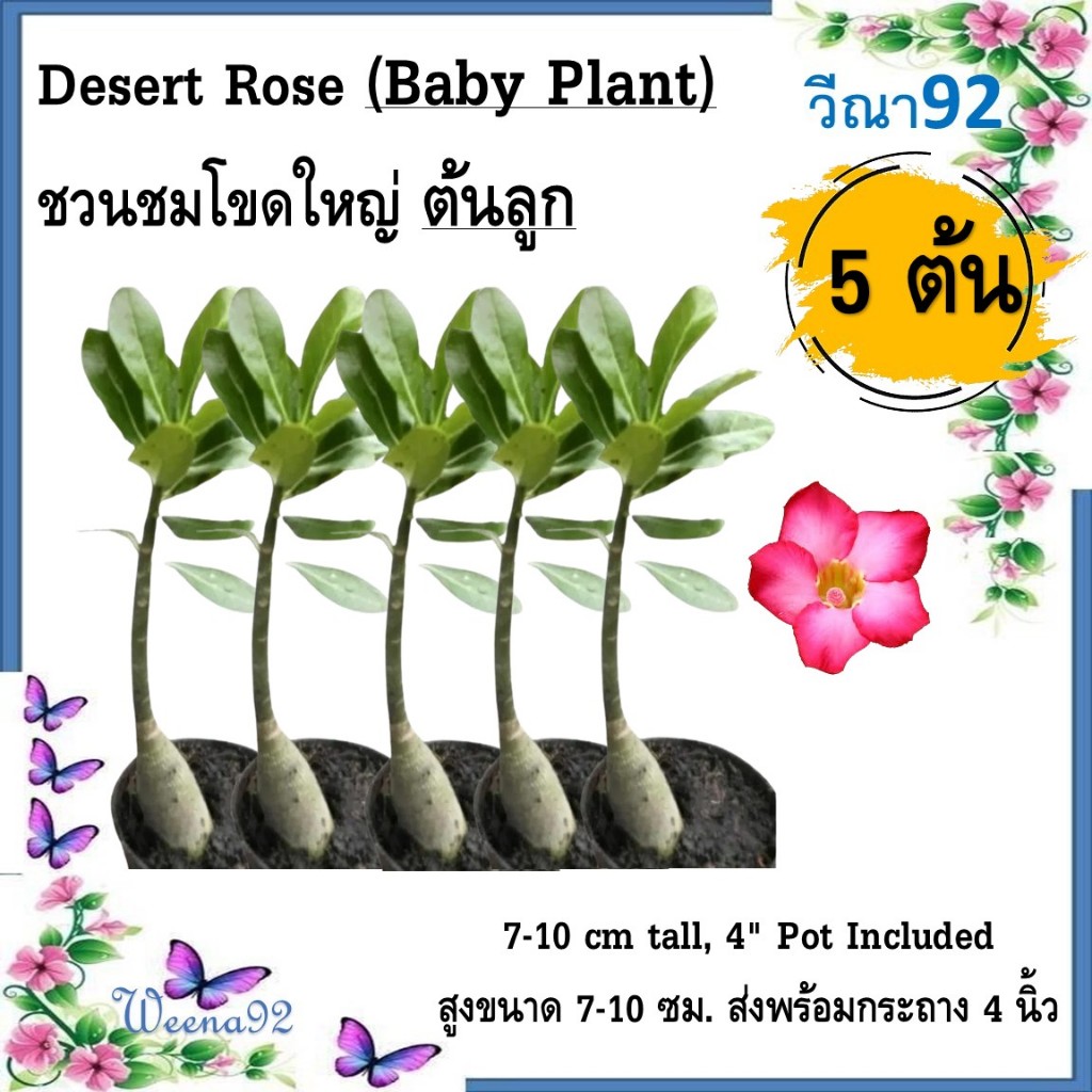 Desert Rose (Baby Plant) ชวนชมโขดใหญ่ ต้นลูก ขนาด 7-10 ซม. ส่งพร้อมกระถาง 4 นิ้ว แพ็ค 5 ต้น