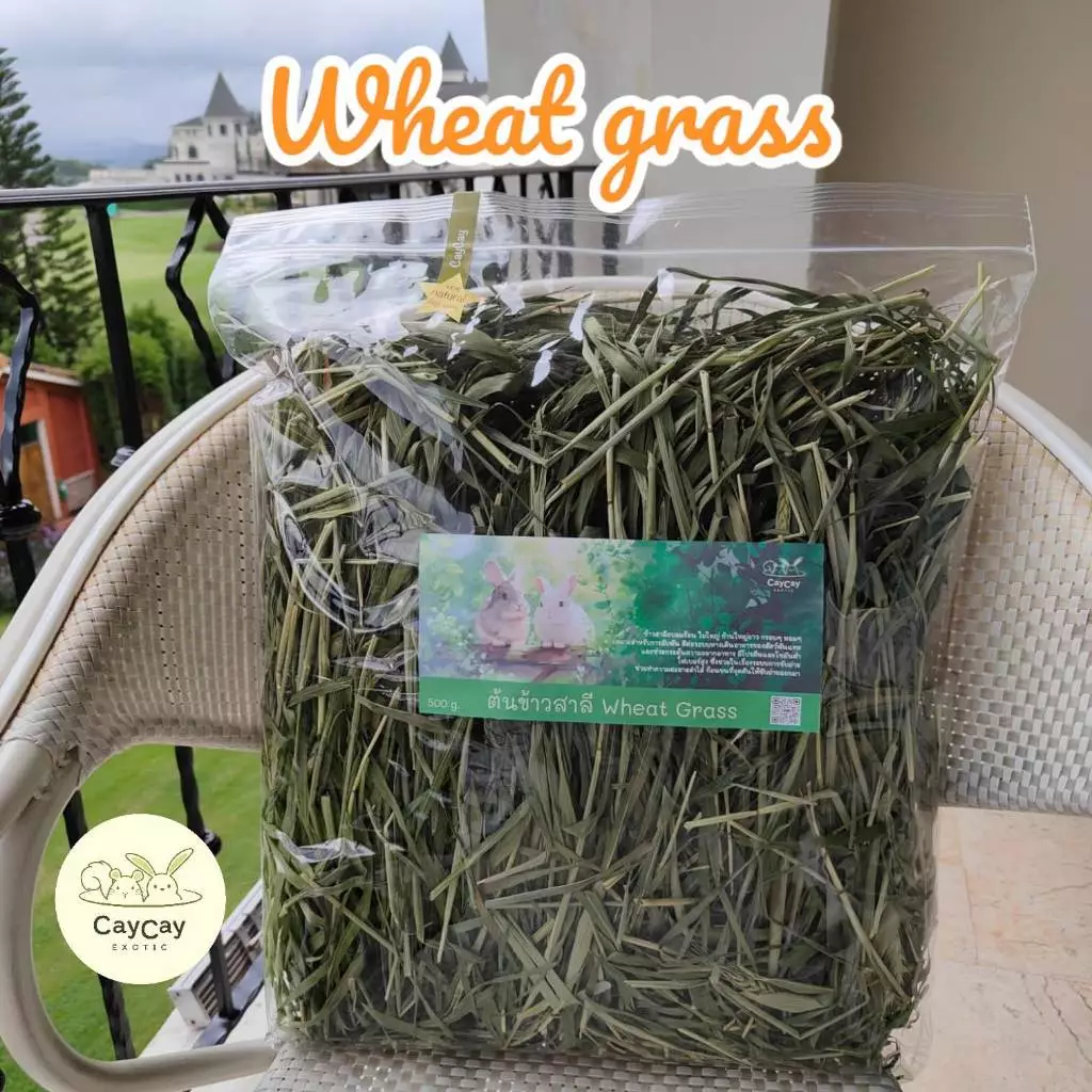 Caycay Wheat grass วีทกราส ต้นข้าวสาลีอบลมร้อน