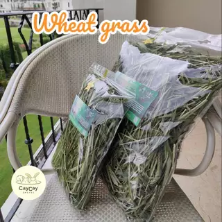 Caycay Wheat grass วีทกราส​ ต้นข้าวสาลีอบลมร้อน