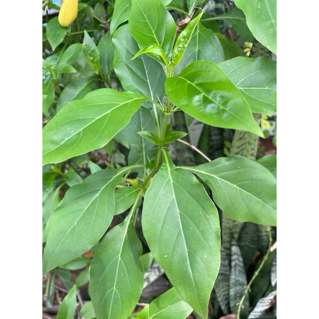 ใบอังกาบหนูสด#สมุนไพร