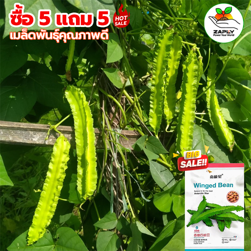 【ซื้อ 5 แถม 5 ฟรี】10 เมล็ด เมล็ดพันธุ์ถั่วพู ถั่วเหลี่ยมเขียว