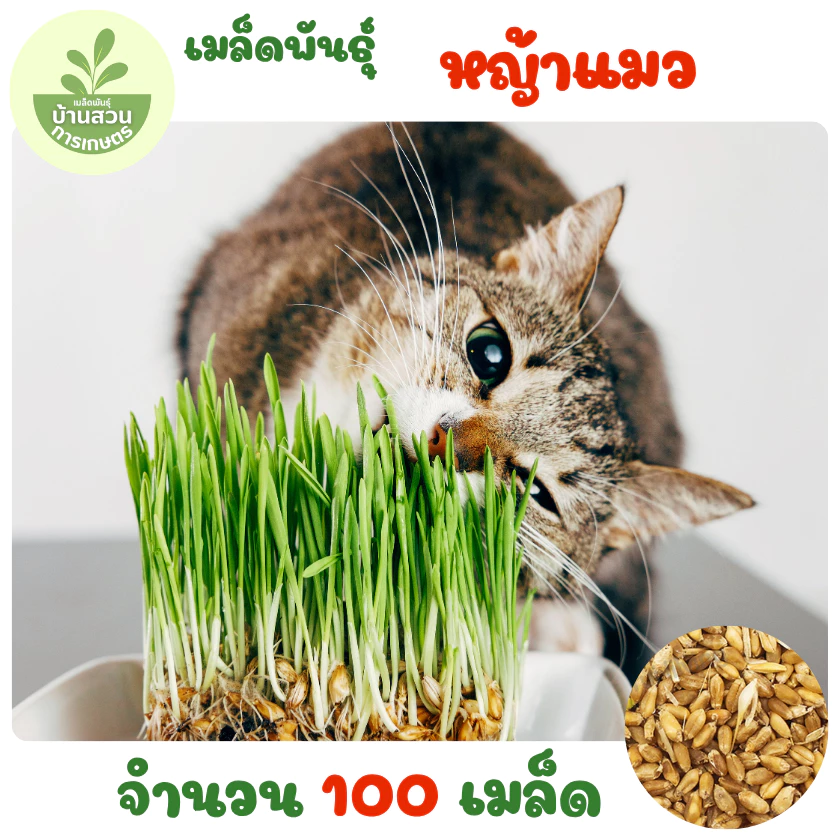 เมล็ดพันธุ์หญ้าแมว 100 เมล็ด