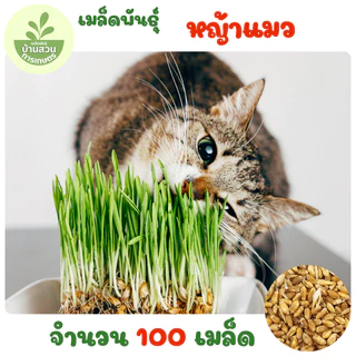 เมล็ดพันธุ์หญ้าแมว 100 เมล็ด