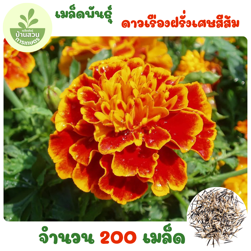 เมล็ดพันธุ์ดอกดาวเรืองฝรั่งเศษสีส้ม 200 เมล็ด