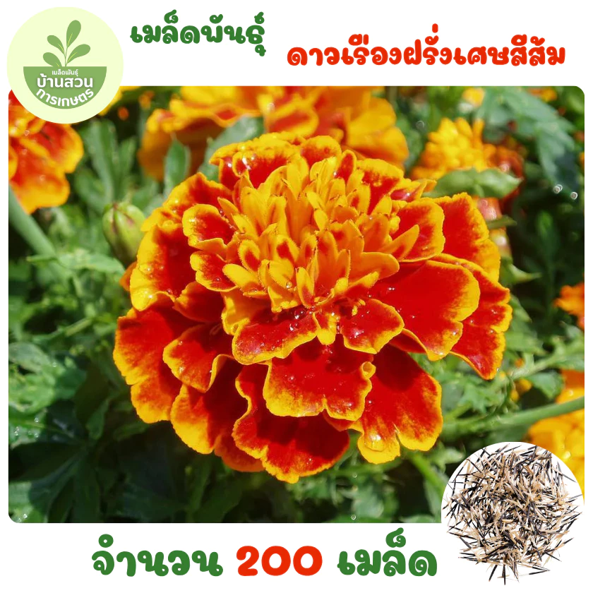 เมล็ดพันธุ์ดอกดาวเรืองฝรั่งเศษสีส้ม 200 เมล็ด