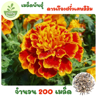 เมล็ดพันธุ์ดอกดาวเรืองฝรั่งเศษสีส้ม 200 เมล็ด