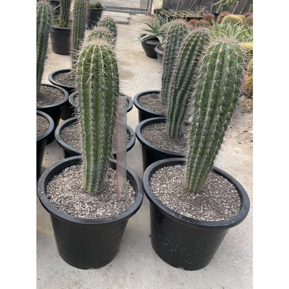 แคคตัสช้าง Elephant Cactus แม๊กซิกันไจแอ๊นท์ size 50-55cm Mexican Giant Cardon ไม้จัดสวน ชอบแดดมาก ไม่ต้องรดน้ำบ่อย