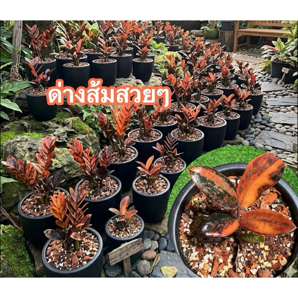 ต้นกวักมรกตดำด่างส้มพูซิลเวอร์(ใบดำในกอด่าง🖤💗🧡)รับประกันตัดจากแม่ด่างจริง100%นำไปลุ้นต่อเกินคุ้ม👍🏻 ราคาถูก Shopee Lazada