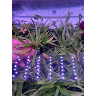 [Min]อเมซอนแคระ ลามตามพื้นใบแหลมยาวปานกลาง 4ต้นต่อ1ลูก low tech ได้ ต้นต้นจะเล็กลงอีก