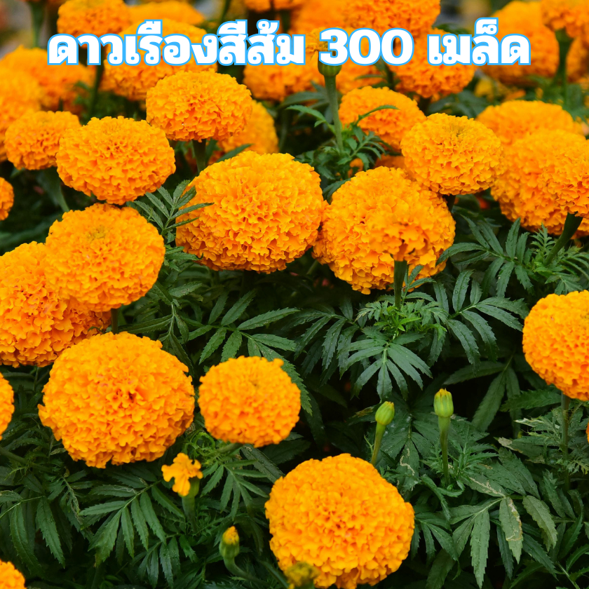 เมล็ดพันธุ์ดอกดาวเรืองสีส้ม 300 เมล็ด