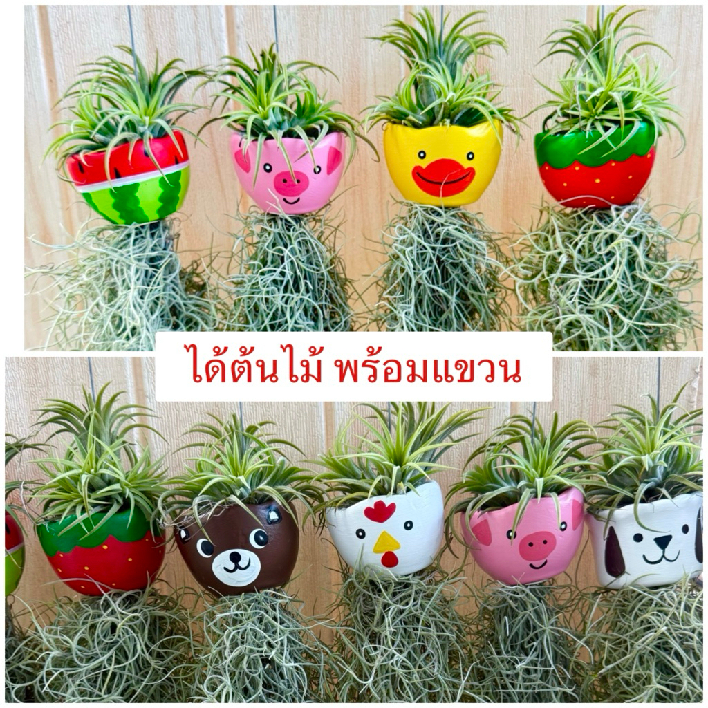 เคราฤาษีแต่งกระถางดินเผาลายน่ารัก (ขนาดกว้าง2.5นิ้ว)งานสีสวยน่ารัก เลือกแบบได้(ราคาต่อ1กระถาง)