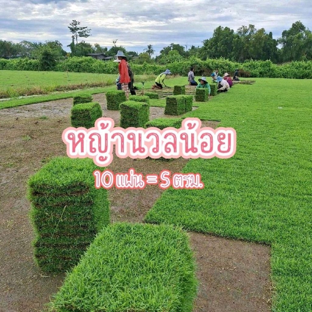 หญ้านวลน้อย 5 เมตร = 10 แผ่น (ขนาด 50×100 ซม./แผ่น) หญ้าจัดสวน หญ้าสด หญ้าจริง หญ้าปูพื้น หญ้าสนาม