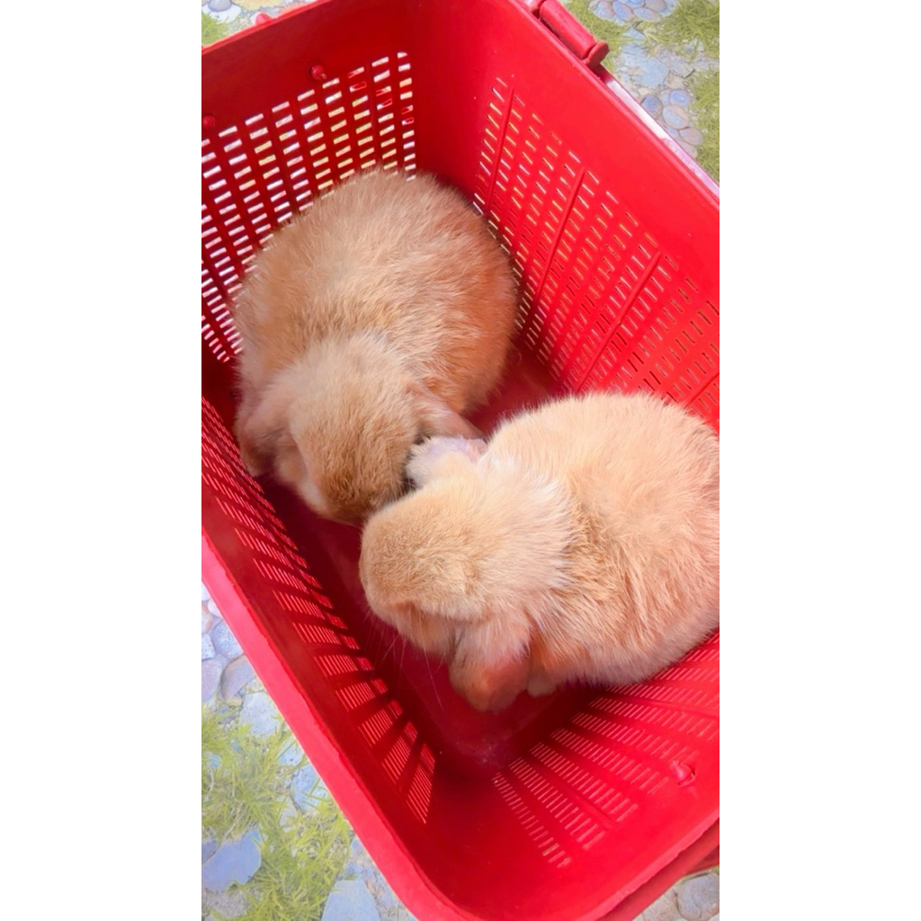 กระต่าย Holland doop