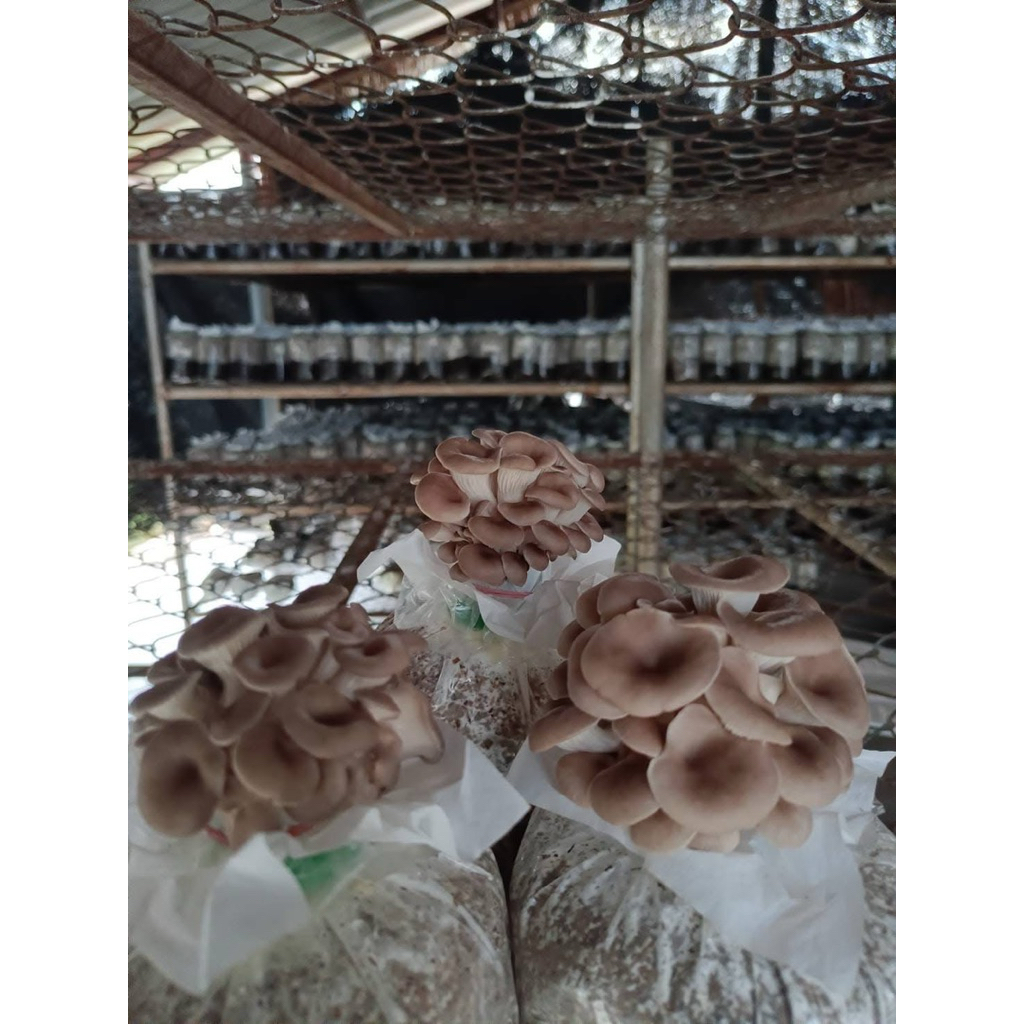 โรงเรือนเพาะเห็ด เห็ดนางฟ้า นางรมเทา กรอบ หวาน อร่อย
