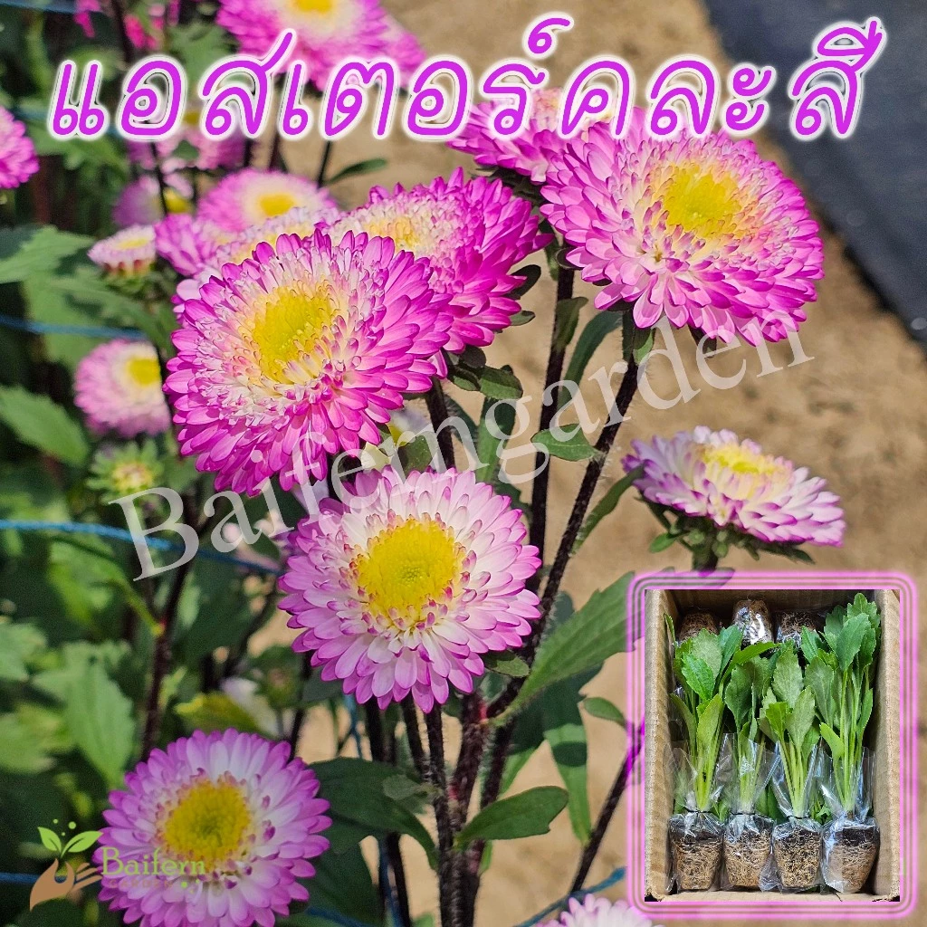 ต้นกล้าดอกแอสเตอร์คละสี ดอกไม้กินได้ ดอกสวยมาก ปลูกประดับสวน ลานบ้าน
