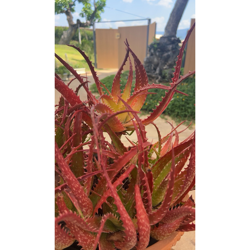 ไร่โชตวัน ว่านหางจระเข้สีแดง Red aloe พันธุ์สีแดงจากอิสราเอล ขนาด-30-40cm