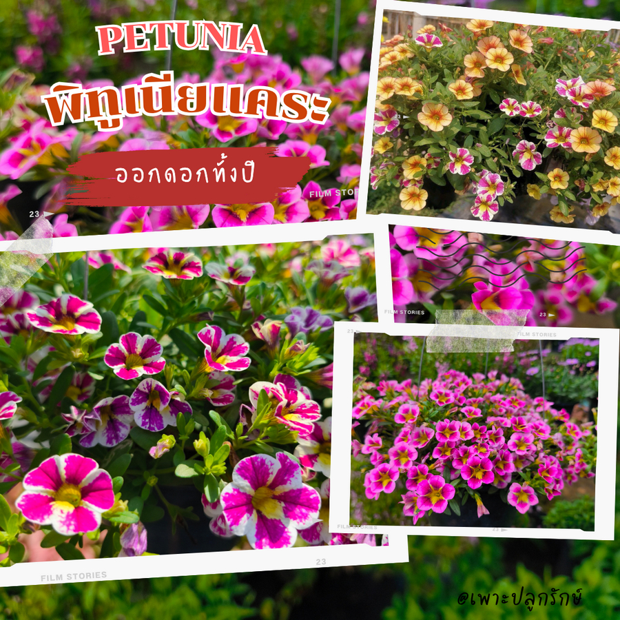 ดอกพิทูเนียแคระ Petunia #ให้ดอกทั้งปี ดอกสวย #สีแคนดี้ #สีม่วง #สีชมพู
