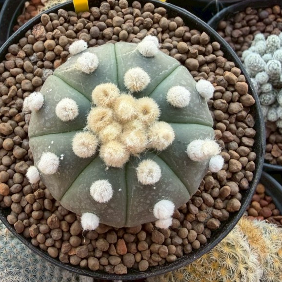 แอสโตรไฟตัม โออิโบะ  Aastrophytum ooibo ไม้เมล็ด กระถาง 3 4  นิ้ว ราคา ถูกที่สุด ดีลบีเคเค แกลเลอรีภาพที่ 2