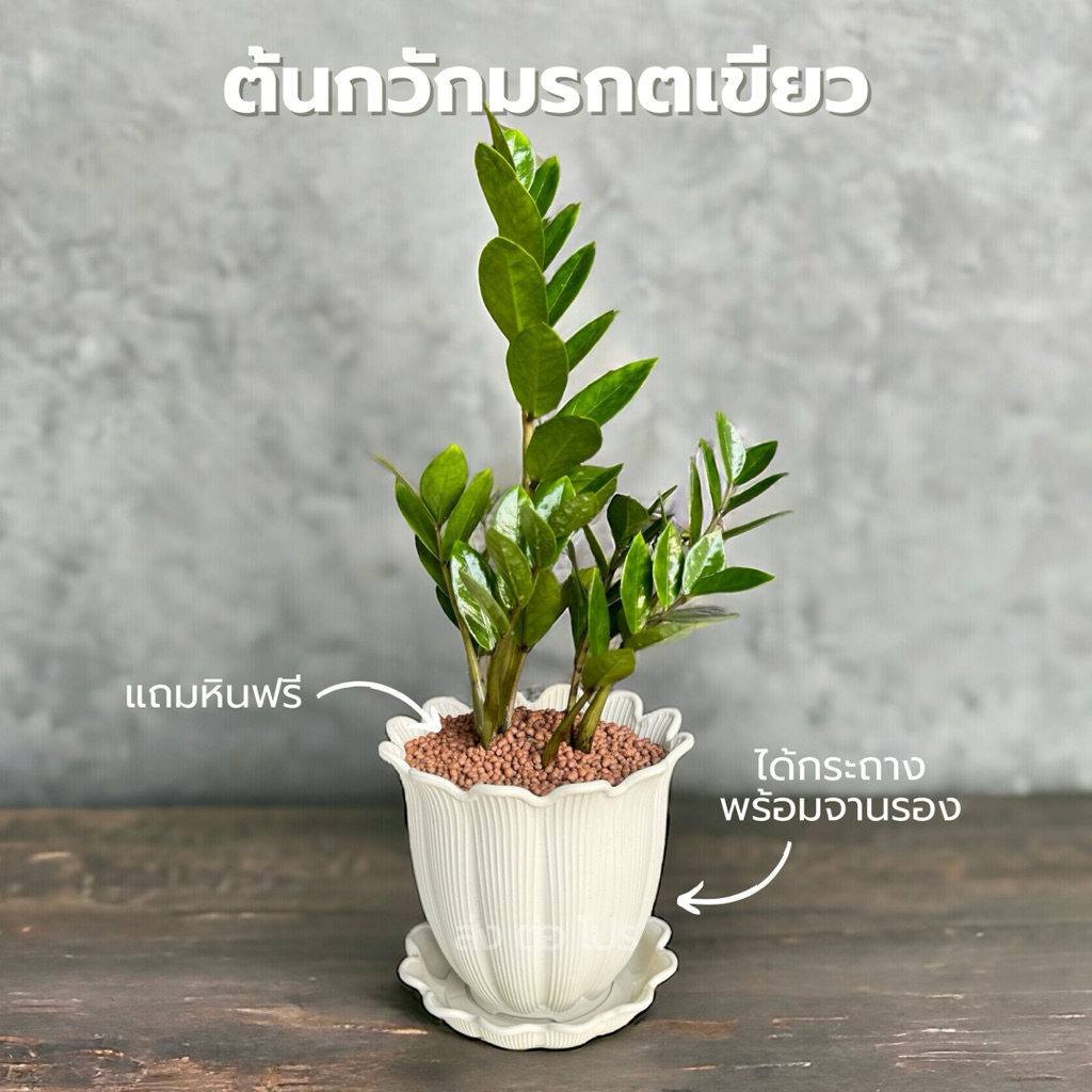 กระถางพร้อมจานรอง 6 นิ้ว พร้อมต้นกวักมรกตเขียว หินดินเผา