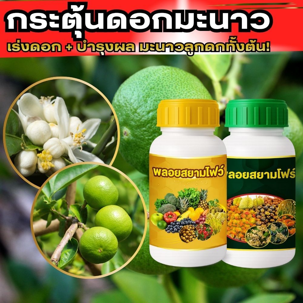 สูตรเร่งดอกมะนาว เร่งผล ดอกดก ติดผลง่าย ลูกโตไว ขั้วเหนียว ไม่ร่วง ใช้ได้กับพืชทุกชนิด – โปรปัง