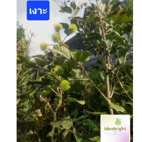 ต้นเงาะ สูง3เมตร พุ่มใหญ่ใบเยอะ Rambuan Tree