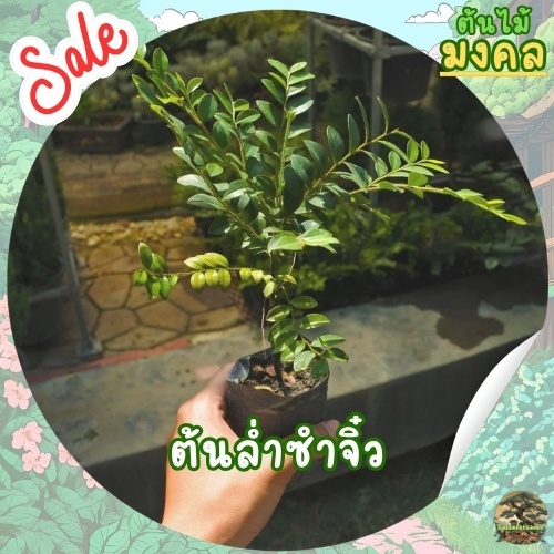 [พร้อมส่ง] ต้นล่ำซำไซส์เล็ก (Black Ebon) ขนาด15-20cm ต้นไม้มงคลขนาดเล็กน่ารัก ยิ่งซื้อเยอะยิ่งคุ้ม