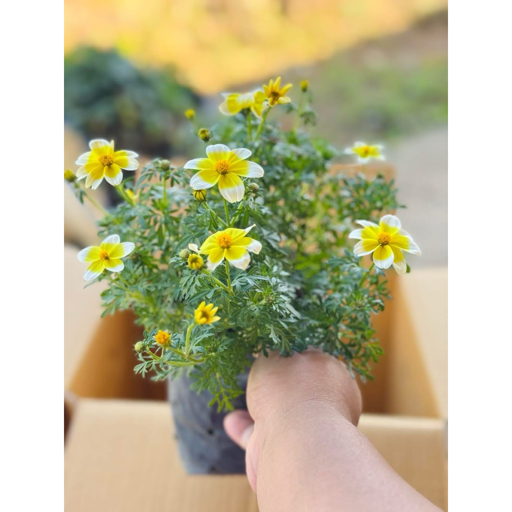 ไบเด้นโดเรโด เลมอนเชลโล(ไบเด้นเหลืองขอบขาว) //  แบบถุงดำ // ดอกไม้กินได้ Edible flower