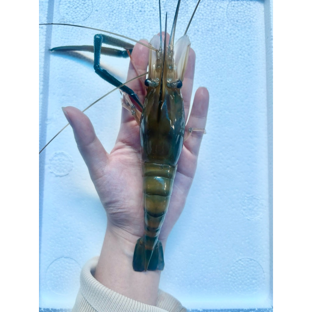 กุ้งแม่น้ำ(กุ้งก้ามกราม หัวมัน กุ้งเป็นวันต่อวัน) 8-10ตัวโล