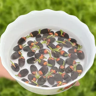 ผลผลิตสูง บรรจุ 10 เมล็ด สีผสม เมล็ดพันธุ์ ดอกบัวน้ำ เมล็ดบัวจิ๋ว Lotus Water Lily Seeds Hydroponic Lotus Flower Seed