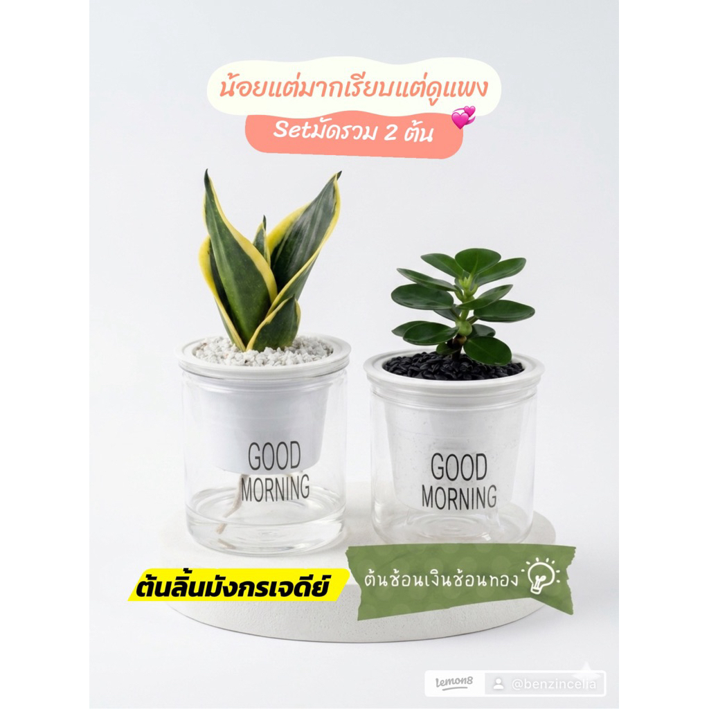 ไม้ฟอกอากาศมัดรวม 2 ต้น ช้อนเงิน+ลิ้นมังกรเจดีย์+หินดำ+หินขาว+ กระถางรดน้ำอัตโนมัติ+ปุ๋ยบำรุงต้น￼