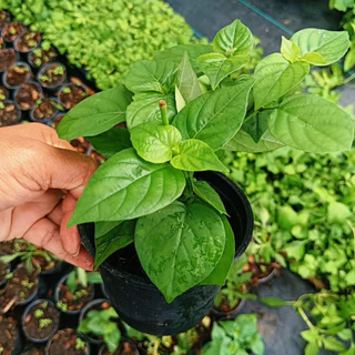 🌱🌱 ต้นกล้าอ่อมแซมป่า พร้อมปลูก 🌱🌱