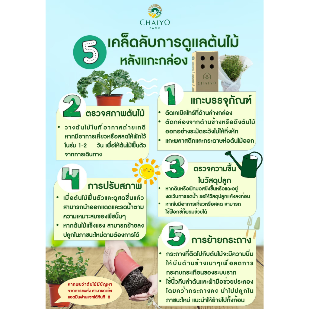 ต้นโรสแมรี ออร์แกนิค Organic Rosemary รูปที่ 5