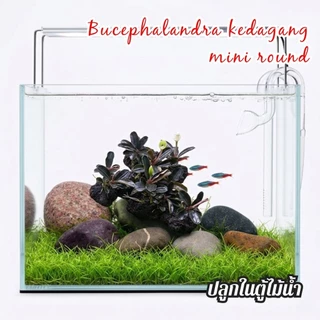 Bucephalandra kedagang mini round ใบบกเลี้ยงชื้นได้ ลงน้ำได้