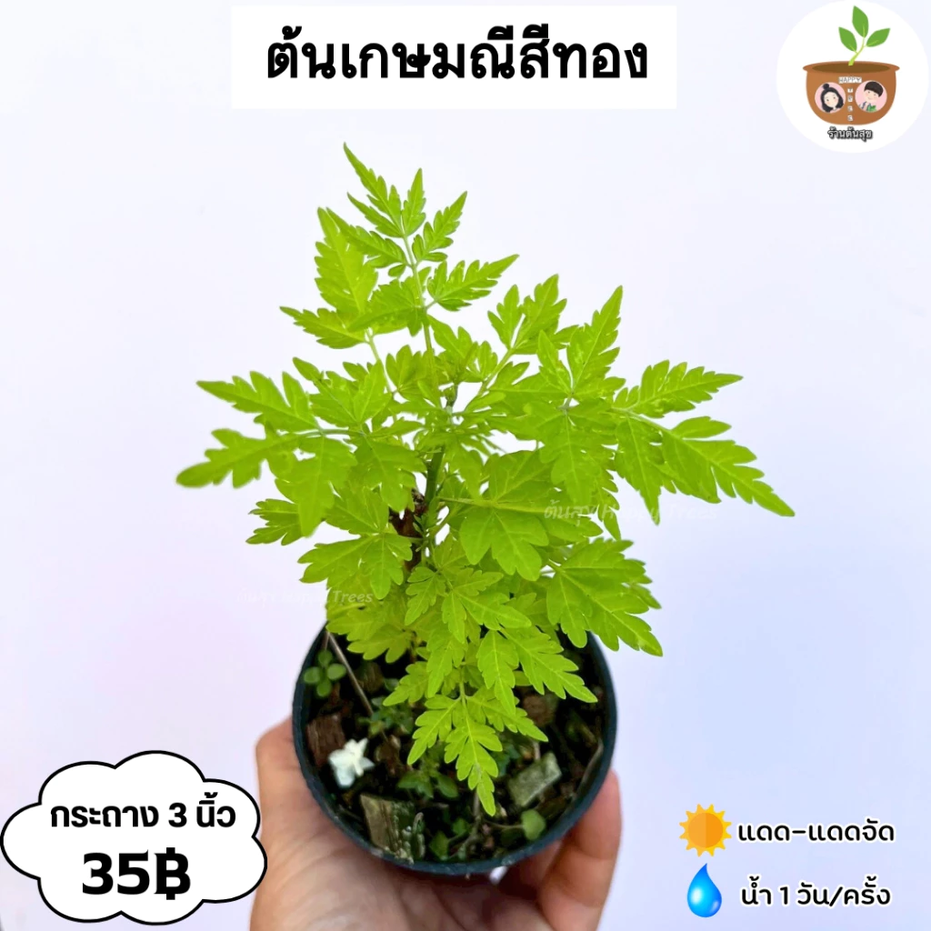 ต้นเกษมณีสีทอง จัดส่งที่ 2 ต้นขึ้นไป คละแบบได้
