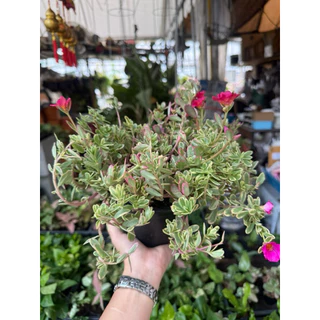 ต้นคุณนายตื่นสายใบด่าง พุ่มแน่น ชอบแดด กระถาง 5-6 นิ้ว คละสี