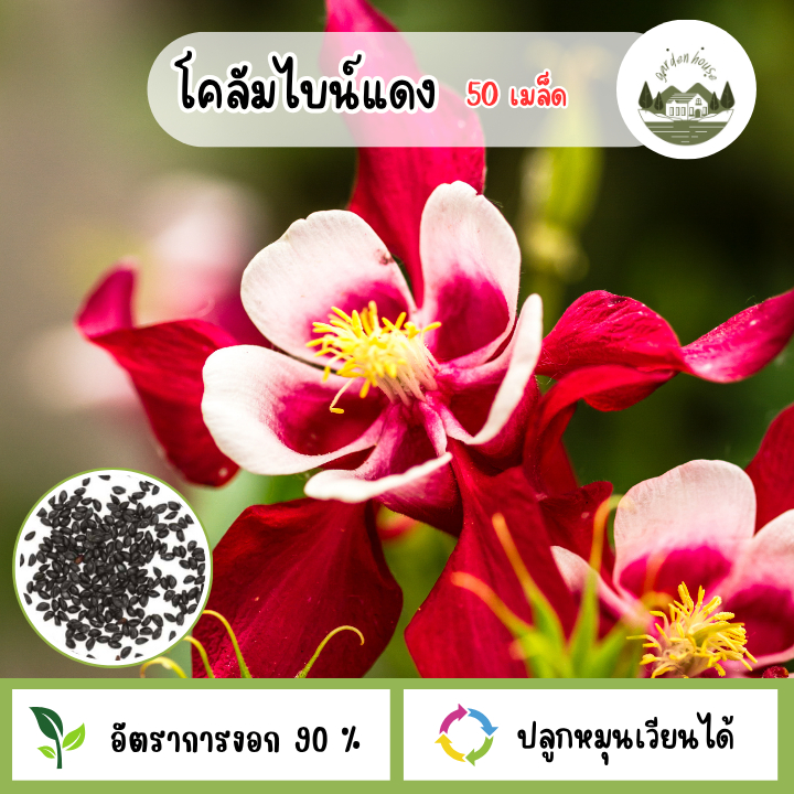 โคลัมไบน์สีแดงหรืออะควิเลเจีย 50 เมล็ด