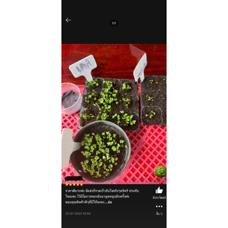 เมล็ดพันธุ์ เคลใบหยิก 100 เมล็ด [ 10แถม2 ]คละได้