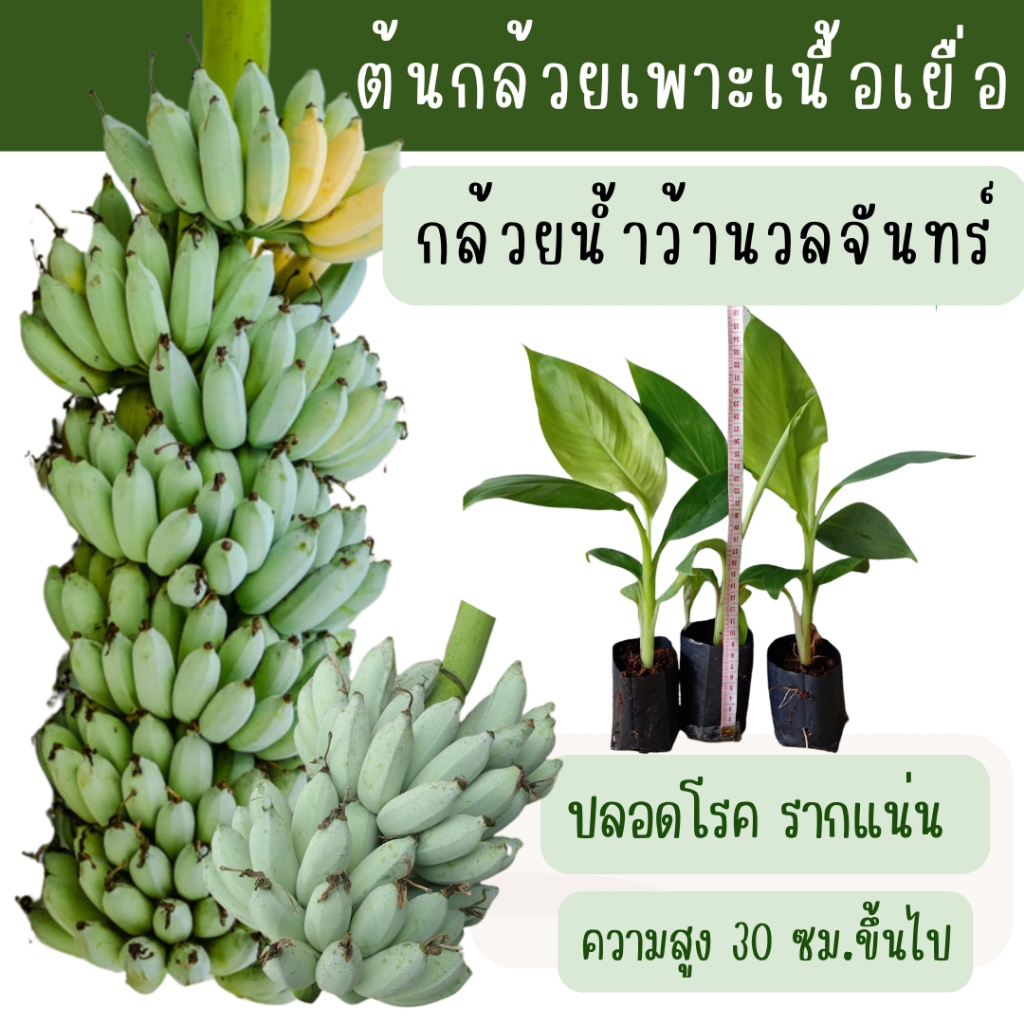 ต้นกล้วยน้ำว้านวลจันทร์ ต้นกล้วยเพาะเเลี้ยงนื้อเยื่อ ปลอดโรค รากแน่น ต้นแข็งแรง สายพันธุ์แท้จากห้องแลป พร้อมลงแปลงปลูก
