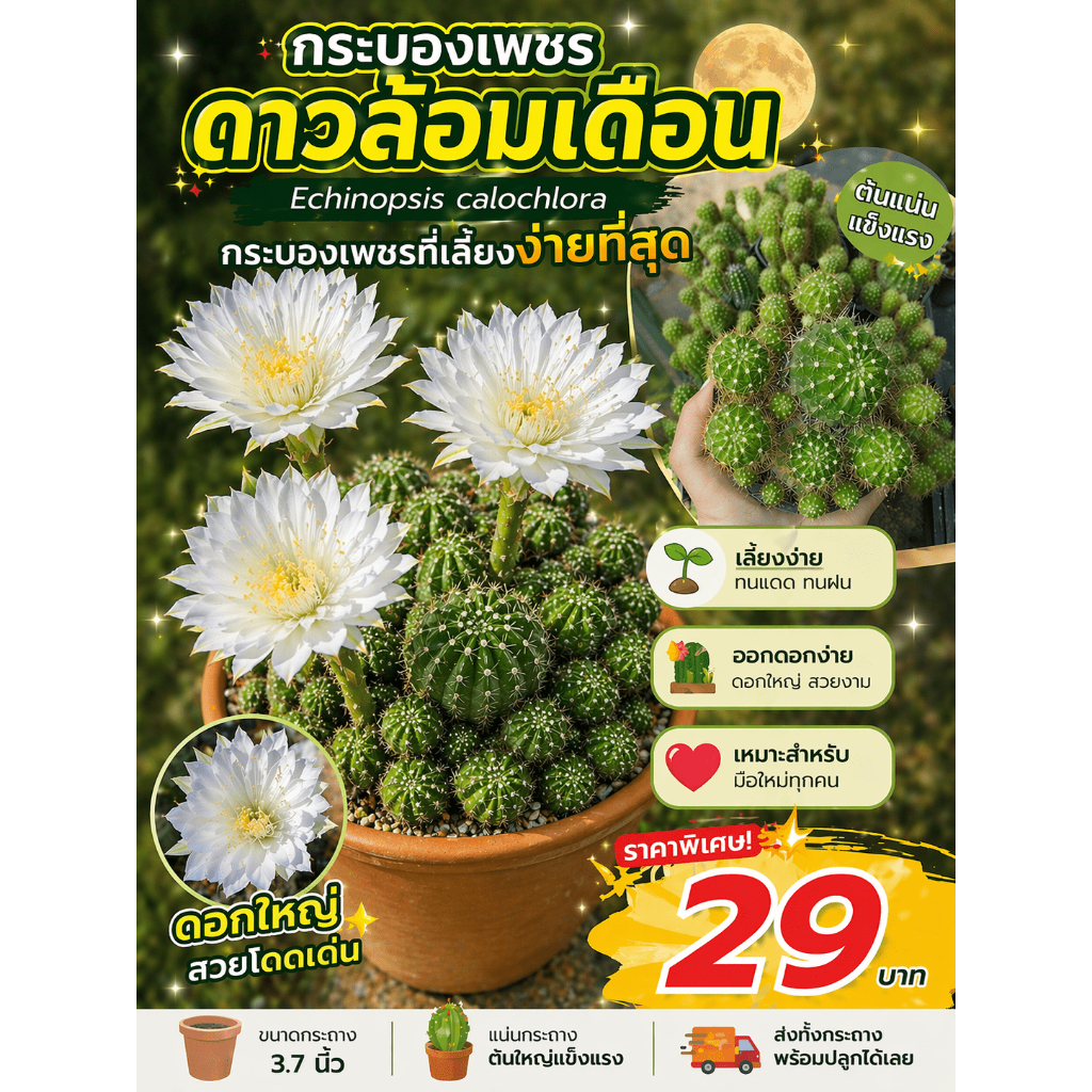 กระบองเพชรดาวล้อมเดือน 29บาท กระถาง3.7นิ้ว แน่น