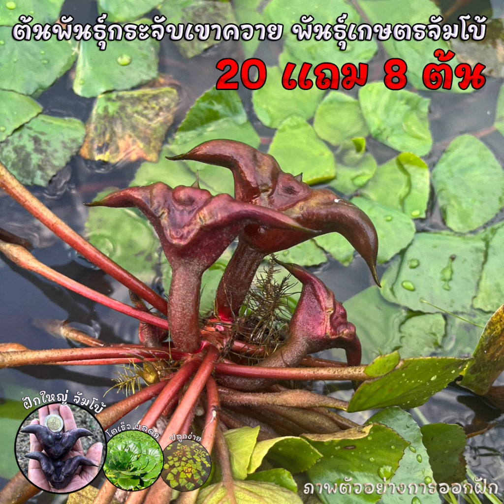 ต้นกระจับเขาควายพันธุ์เกษตร 20แถม8ต้น ฝักใหญ่จัมโบ้ ดก มัน หวาน กรอบ