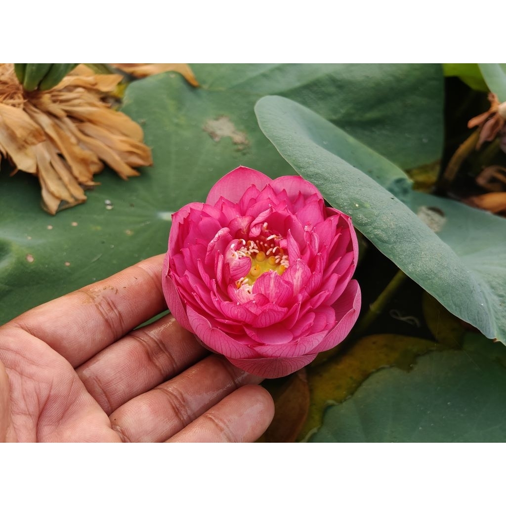 บัวหลวงRoseAngel.(s)ขนาดเล็กน่ารักขายสายพันธุ์เป็นแบบไหลเช่นตัวอย่างในรูป