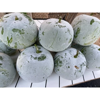 เมล็ดพันธุ์ฟักหอมใบเตย100เมล็ด69บาท
