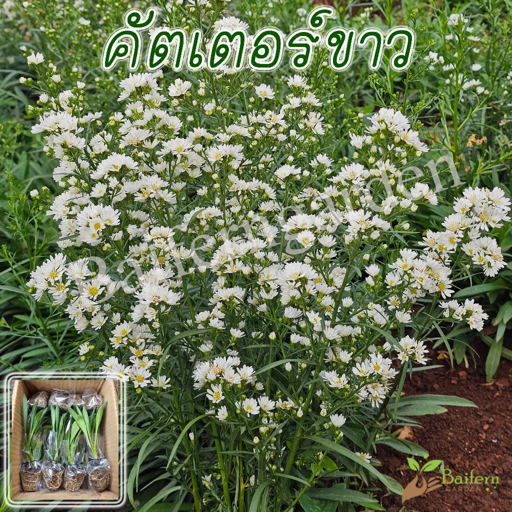 ต้นกล้าดอกคัตเตอร์ขาว ดอกไม้กินได้ รากเยอะพร้อมปลูก