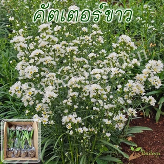 ต้นกล้าดอกคัตเตอร์ขาว ดอกไม้กินได้ รากเยอะพร้อมปลูก