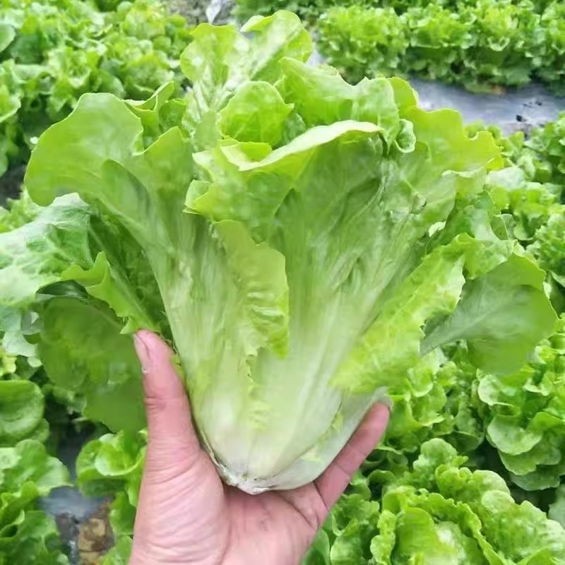 เมล็ดพันธุ์ สลัดกรีนโอ๊ค 800 เมล็ด คัดพิเศษ ปลูกง่ายโตเร็ว
