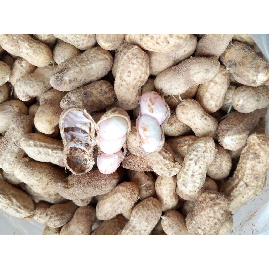 ถั่วลิสงสดสีชมพู โบรานคัด1กิโลกรัมฝักกลางไหญ่